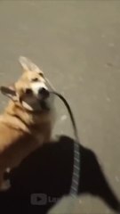 Little Funny Animals Dog and Pets video for Fun
