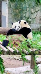 Panda Er Shun Is Eating Disturb By Yu Ke