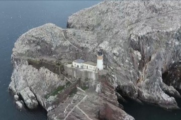 World's largest gannet colony 'recovering'