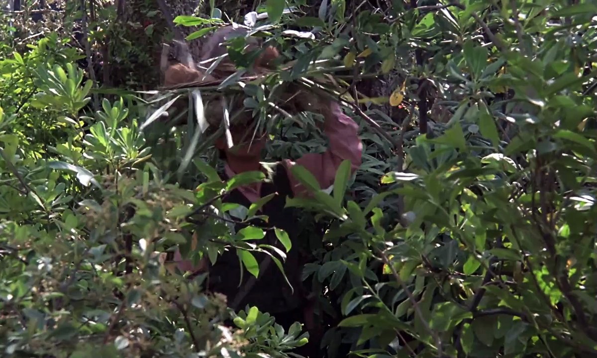 Misterio en la Isla de los Monstruos 1981 Español Latino - Mystery on Monster Island