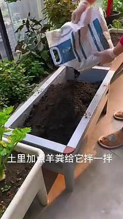 gardening ideas for home_ Inspiring vegetable _plants