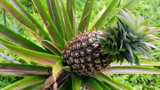 How to grow pineapples so that they bear fruit in a short time.
