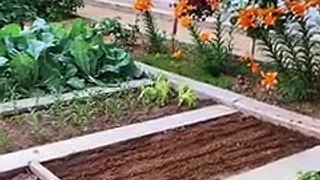how to growth vegetable _gardening ideas for home