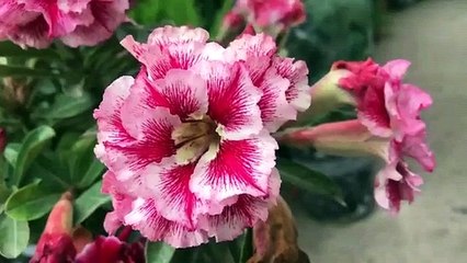 How to propagate Adenium flowers with new tips