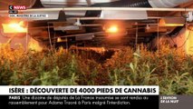 La police a mis la main cette semaine sur 4000 pieds de cannabis, soit environ 1100 kilos, dans un vaste entrepôt de culture en intérieur dans un village de l'Isère - Découvrez les images impressionnantes -