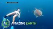 Amazing Earth: Free divers explore the depths of shipwrecks!