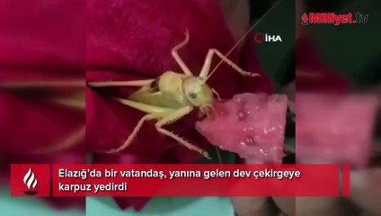 Dev çekirgeye karpuz yedirdi