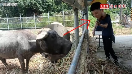 水牛也愛聽Blackpink！小提琴家到雲林土庫「對牛彈琴」(讀者提供)