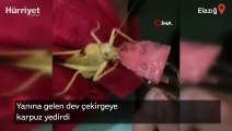 Dev çekirgeye elleriyle karpuz yedirdi