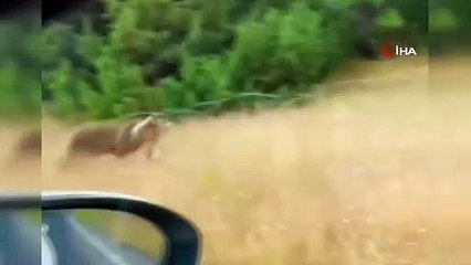 Boz ayının, yaban keçisini avladığı anlar kaydedildi