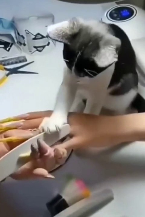 The Cutest and Funniest Cats Ever
