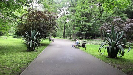 Gorlice - niezwykłe agawy w Gorlickim parku