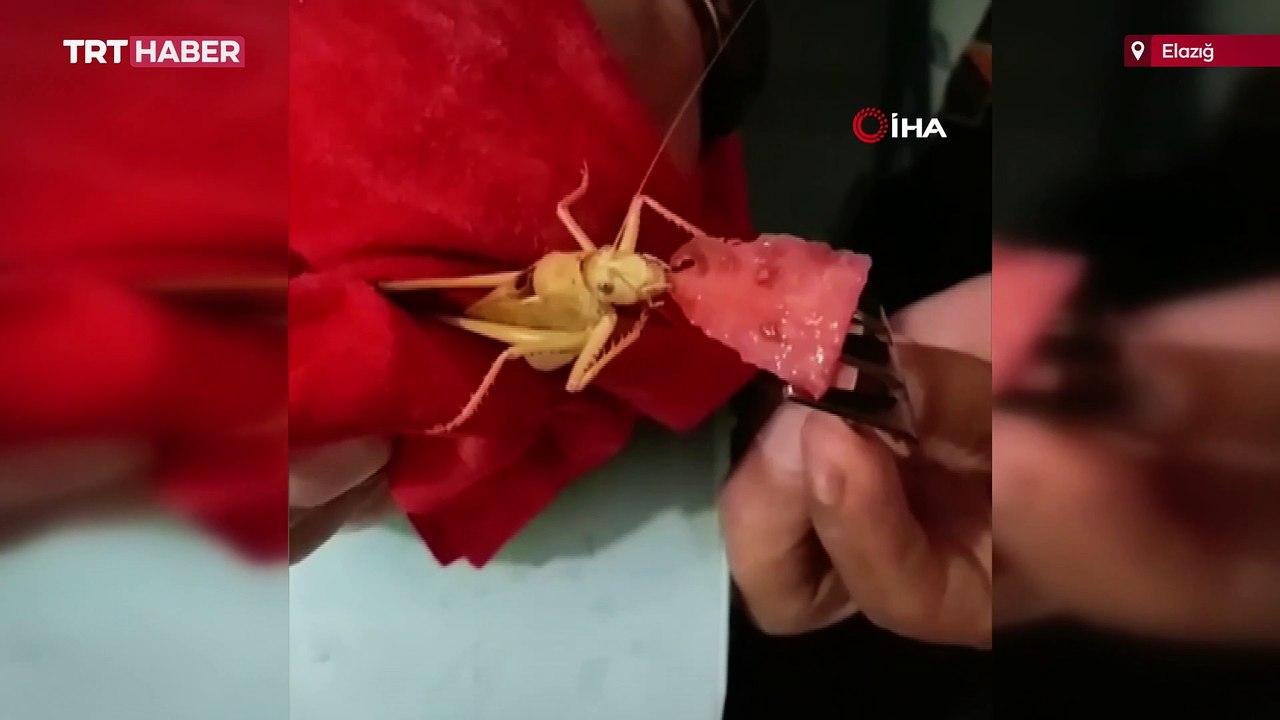 Dev çekirgeye karpuz yedirdi