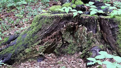 MONTEVECCHIA (LC) ITALY WALKAROUND