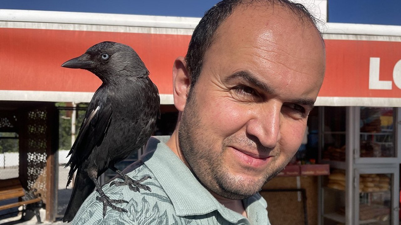 Karga "Memati" mesken tuttuğu büfenin maskotu oldu
