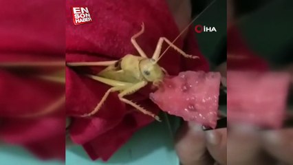 Elazığ’da dev çekirgeye karpuz yedirdi