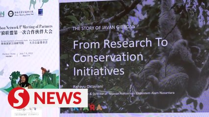 Download Video: Experts call for joint efforts to protect gibbons at meeting in China's Haikou