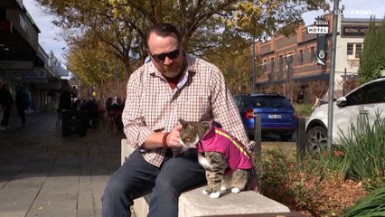 شاهد: الاعتماد على القطط لتخطي الاضطرابات النفسية في أستراليا