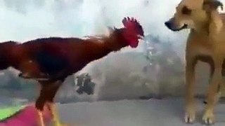 Funny Game DOG  and Cock  fight Amazing Fighting Gameplay Fun