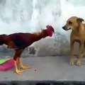 Funny Game DOG  and Cock  fight Amazing Fighting Gameplay Fun