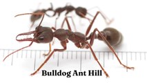 How do I Find Ant Bulldog I Bulldog Ant Hill