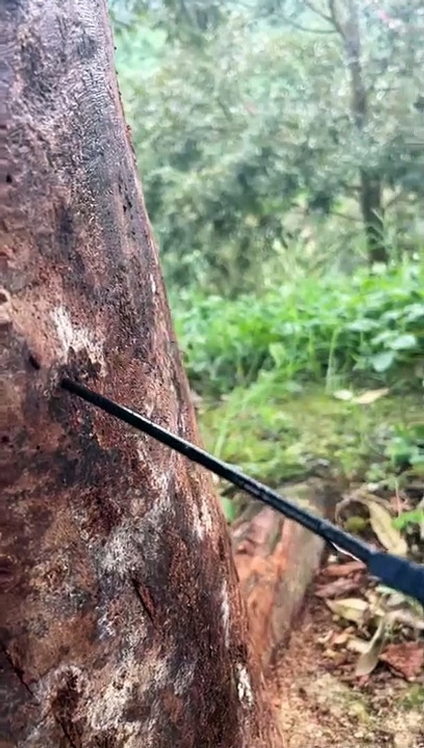 劳勿榴梿园蛀心虫 恶化  园主减产修枝力挽狂澜