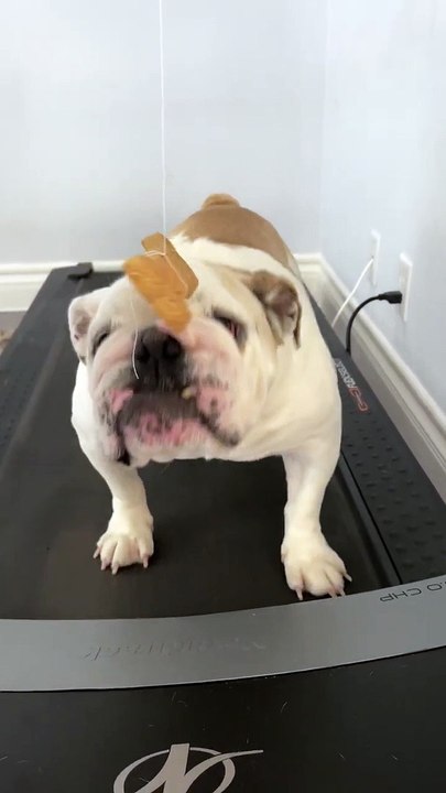 Exercice de déjouement du bouledogue anglais