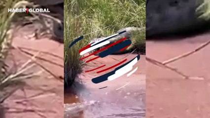 Devasa anakondanın başka bir anakondayı ağzından çıkardığı o anlar sosyal medyayı salladı