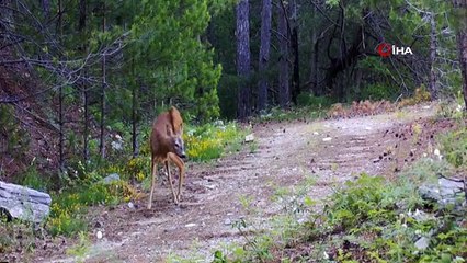 Les charmants hôtes de Kaz Mountains sont pris dans l'appareil photo