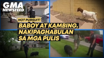Hot pursuit! Baboy at kambing, nakipaghabulan sa mga pulis | GMA News Feed