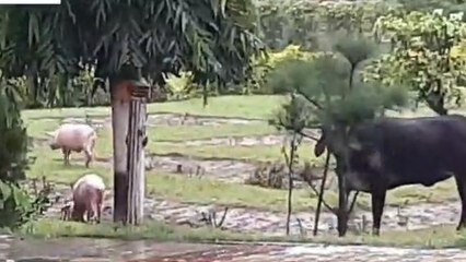 मेरठ का "वीवीआइपी पैलेस" सर्किट हाउस बना जंगली जानवरों का अड्डा.......