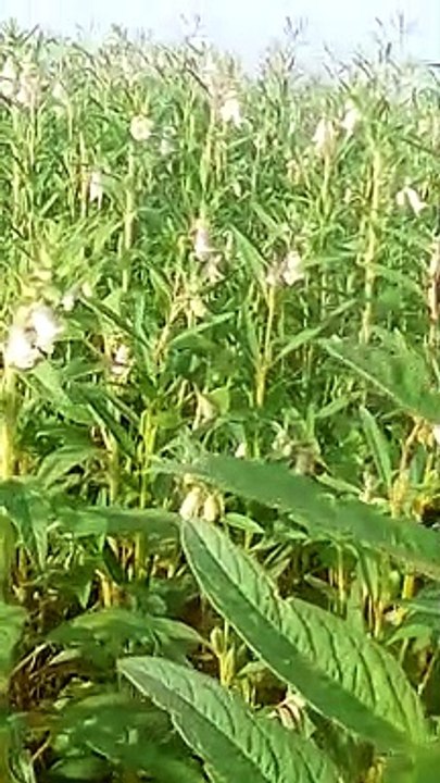 VID_20230709_073750