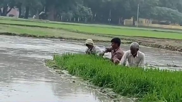 इटावा: मूसलाधार बारिश से किसानों के चेहरे खिले, धान रोपाई में फायदा