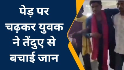 बैतूल: युवक पर तेंदुए ने किया हमला, जान बचाने पेड़ पर चढ़ा फिर जो हुआ