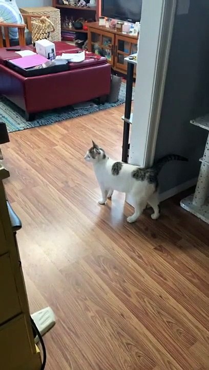 Regardez dans quel état ce chat a laissé la salle de bain