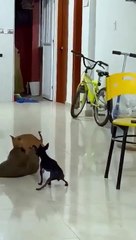 Ces chiens sont les rois du twerk