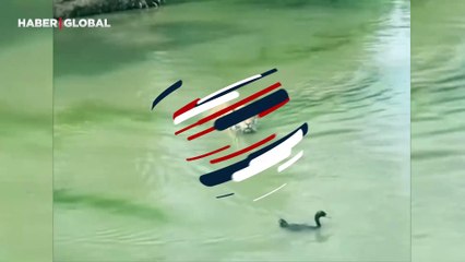 Akıllı ördeğin aslanın kafasını karıştırarak kurtulduğu anlar viral oldu