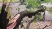 Bombeiros realizam poda de árvore no Bairro Coqueiral