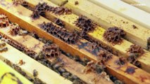 بعد زيادة الطلب خلال الجائحة.. إنتاج العسل الأردني في نمو مطرد