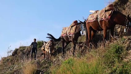 pexels-arun-pandey-8380854 (1080p).mp4