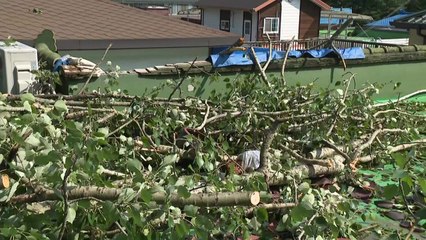 비바람에 쓰러진 나무가 주택 덮쳐...경기 비 피해 28건 / YTN