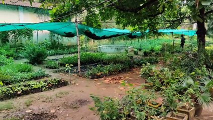 बागवानी के लिए नर्सरी में तैयार हो रहे पुष्प पौधे