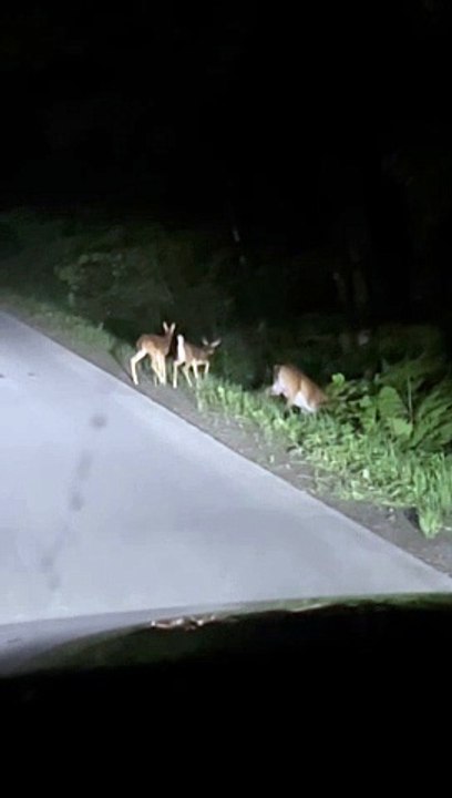 Mama Deer Stands in the Middle of the Road to Feed Her Fawns