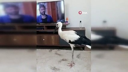 Yuvasından düşen leylek elektrik kesilerek yuvasına bırakıldı