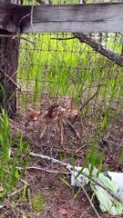 Family Helps Fawn Out of Fenced-In Yard