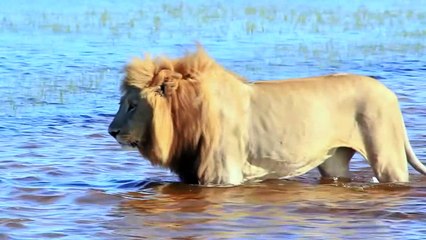 Lions and Cub Try to Cross the Crocodile River and Miraculously Succeed