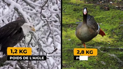 QUAND L'AIGLE A FAIM, RIEN NE PEUT L'ARRÊTER !