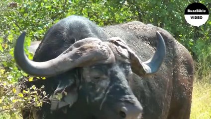 UNE TORTUE DÉCHIRE UN SERPENT EN MORCEAUX , CES SCÈNES VONT VOUS SURPRENDRE