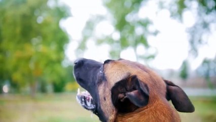 When Dogs Dare to Attack Lions !! Real Fights Between Dogs and Predators