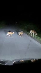 Mama Deer Stands in the Middle of the Road to Feed Her Fawns